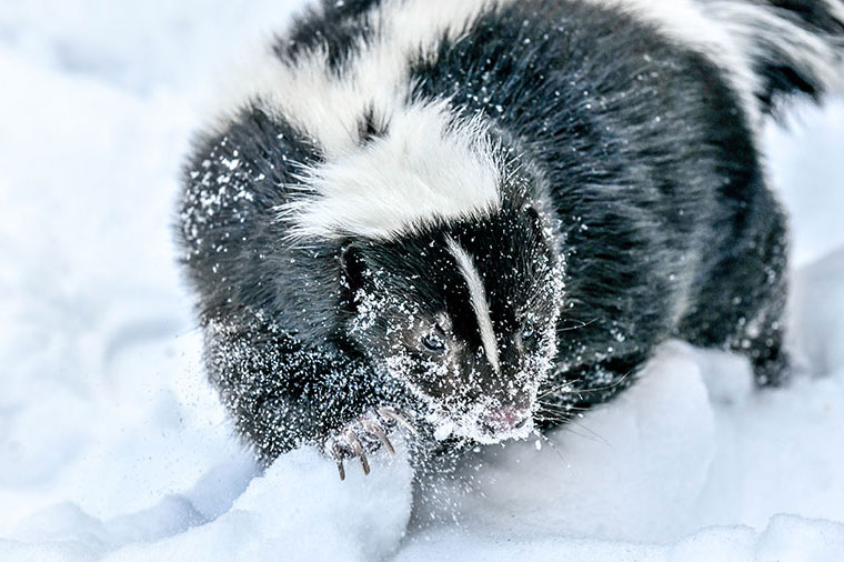 Striped skunk in the snow