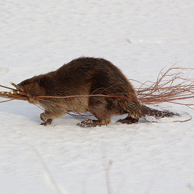 Beaver