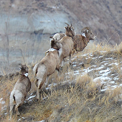 Bighorn Sheep