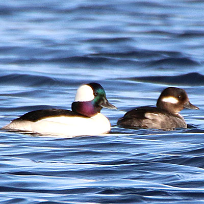 Bufflehead