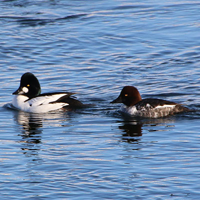 Common Goldeneye