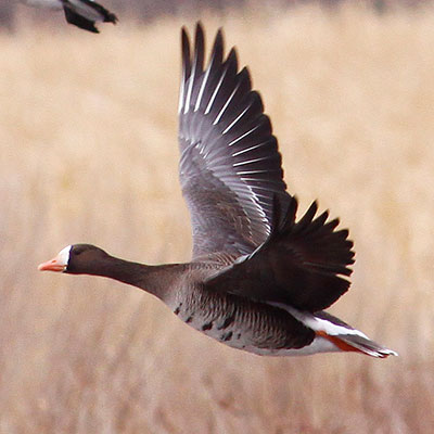 Greater White-fronted Goose