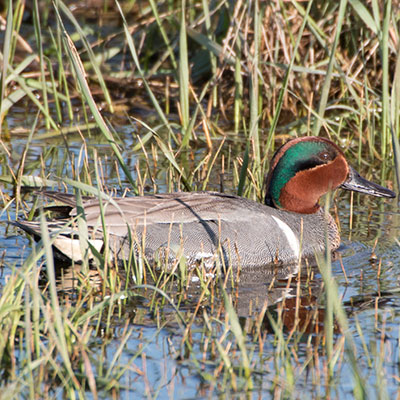 Green-winged Teal