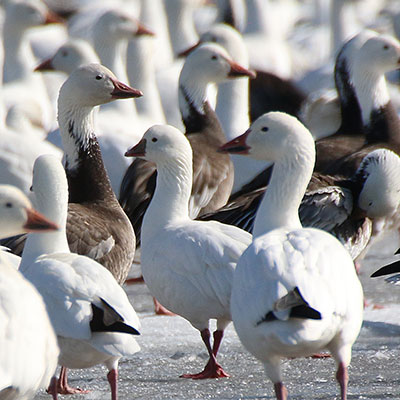 Lesser Snow Goose
