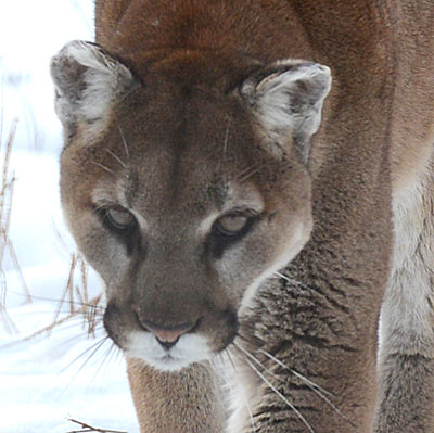 Mountain Lion