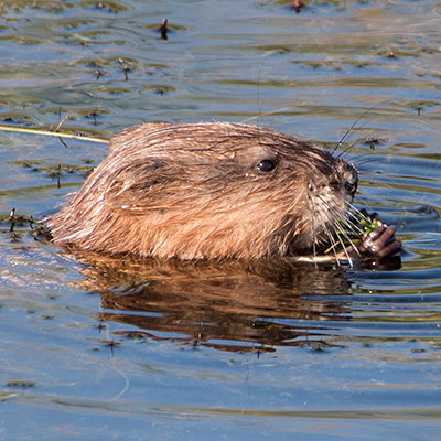 Muskrat