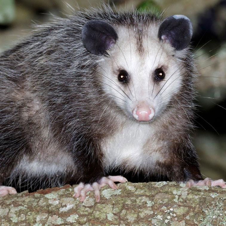 Virginia Opossum