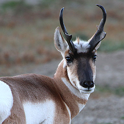 Pronghorn