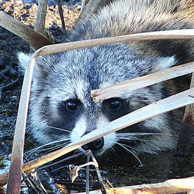 Raccoon