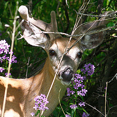 White-tailed Deer