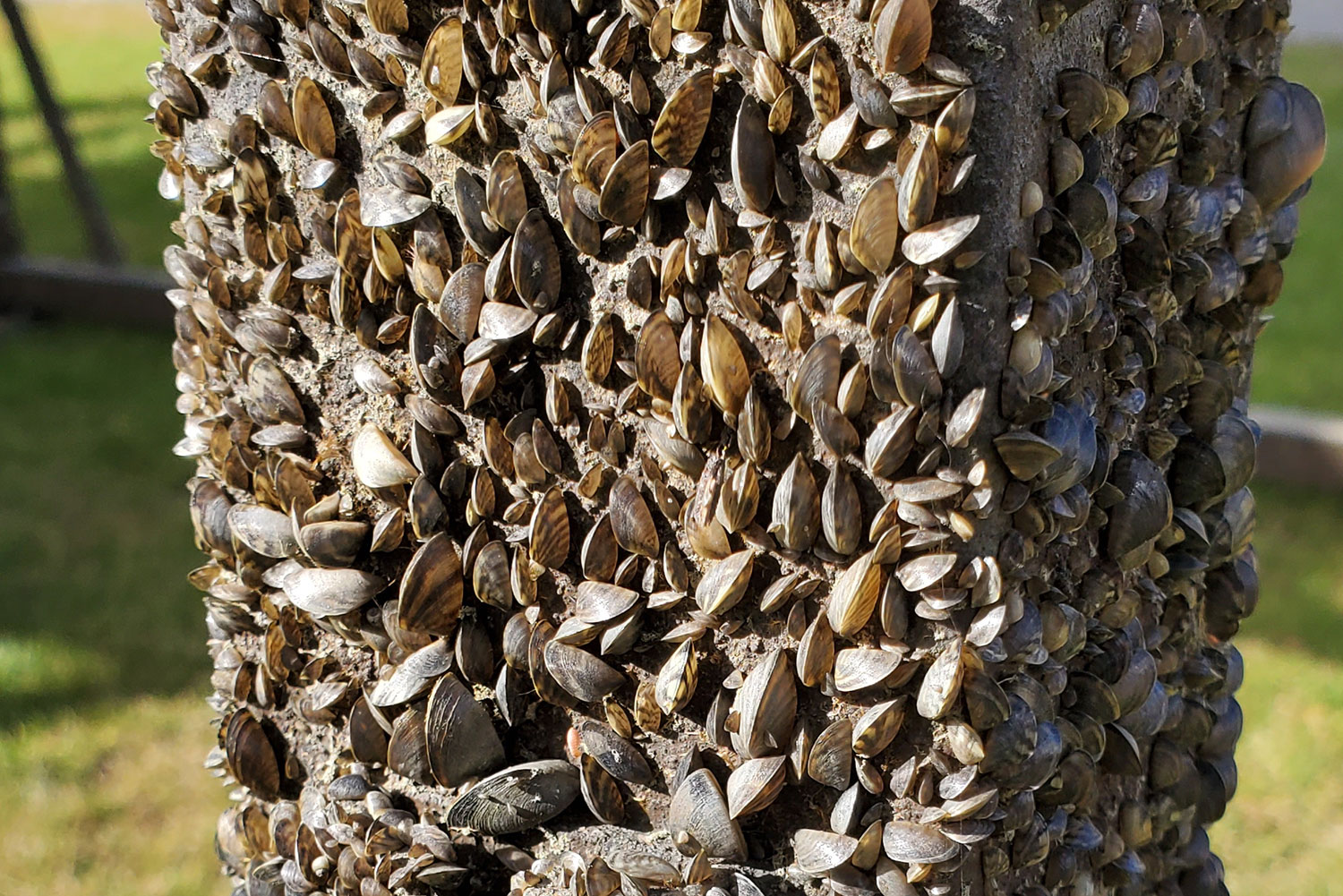 Zebra mussel coating boat dock post