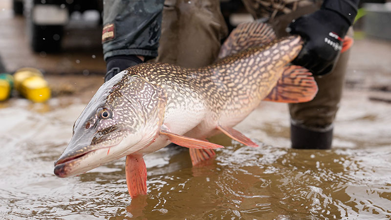 Northern Pike held by fisheries biologist prior to release into the lake