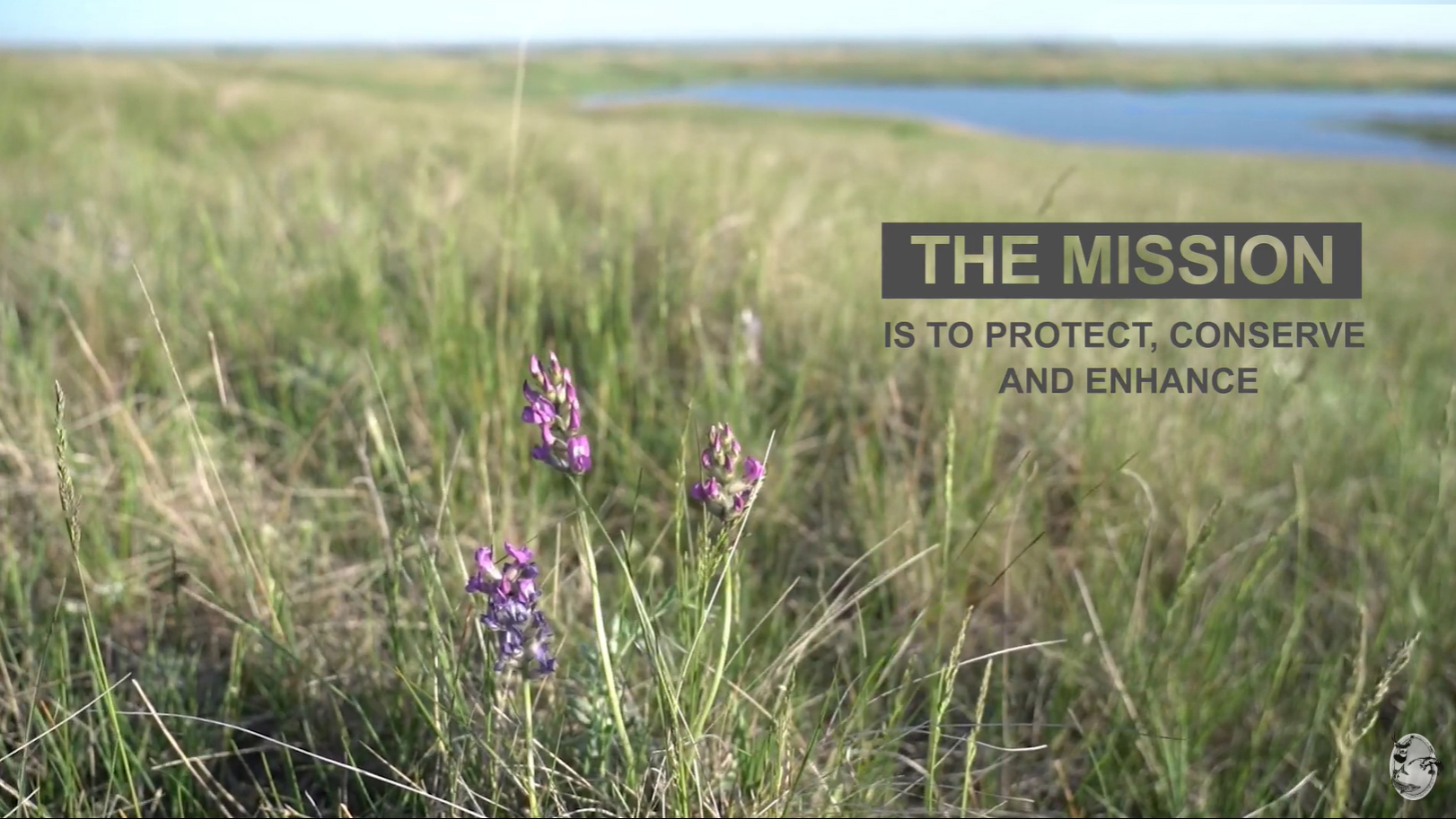 View of prairie and wildflower