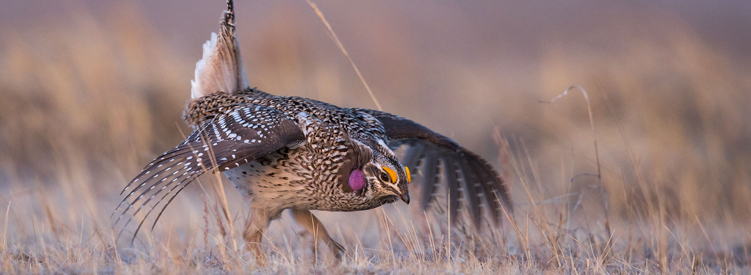 Sharp-tailed grouse displaying