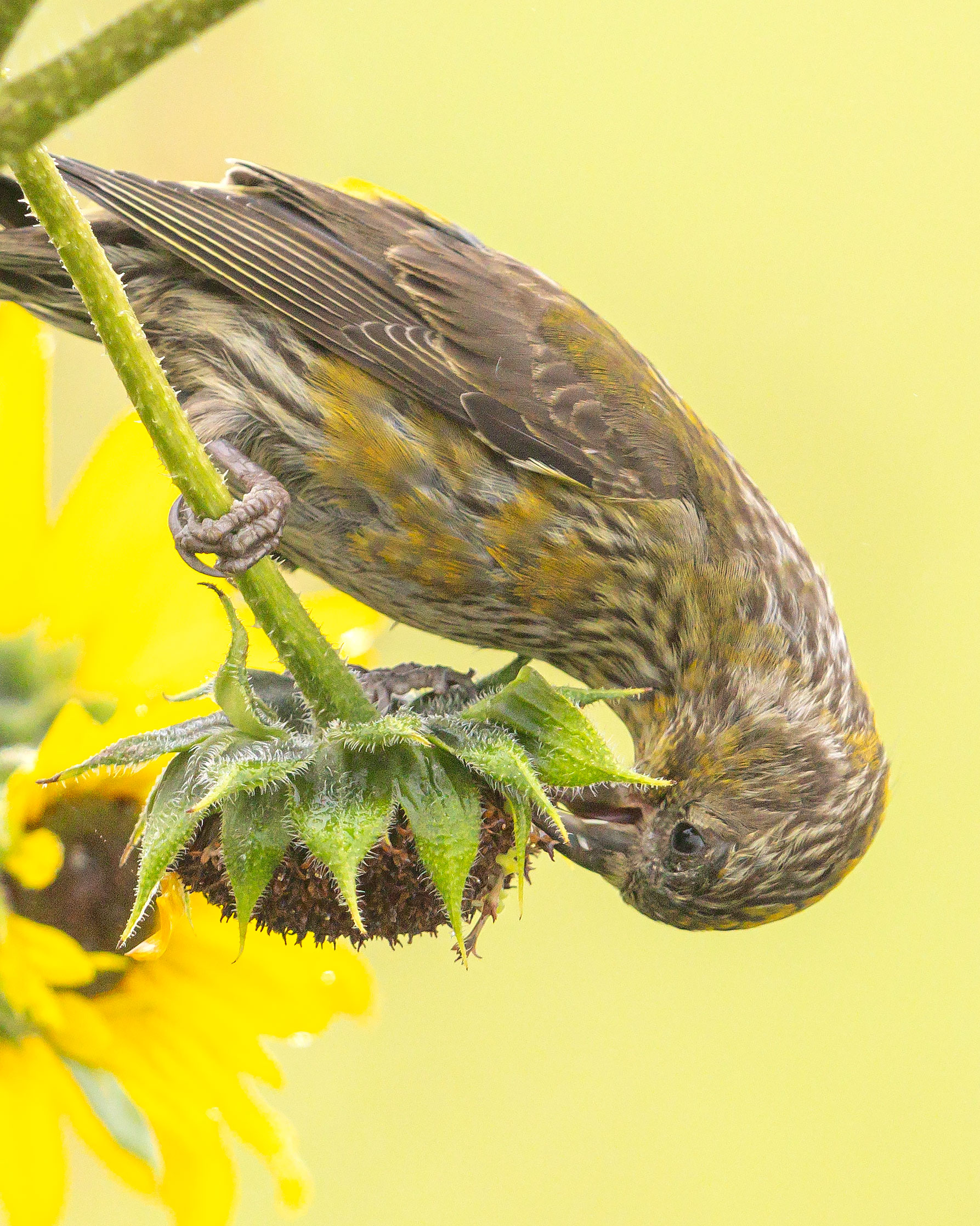 Bird eating sunflower