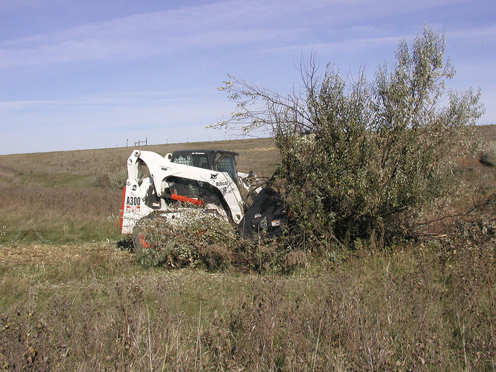 Plowing up Russian olive tree