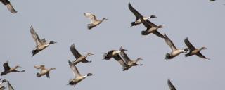 Pintail Group