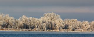 Frost on trees along Missouri River
