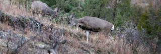 Mule deer youngsters sparring