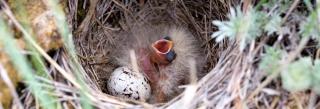 Chestnut-collared longspur chick and egg in nest
