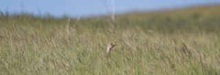 Sharp-tailed grouse in prairie grass