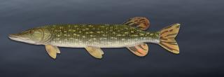 Illustration of a Northern Pike