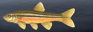Northern redbelly dace illustration