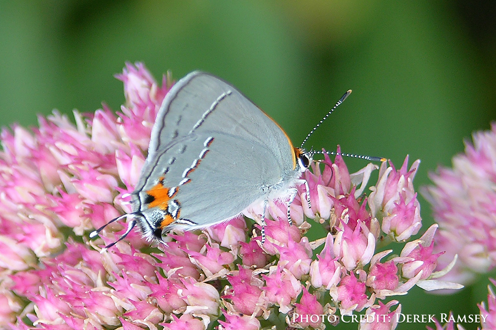 By Photo (c)2007 Derek Ramsey (Ram-Man) (Self-photographed) [GFDL 1.2 (http://www.gnu.org/licenses/old-licenses/fdl-1.2.html via Wikimedia Commons Gray Hairstreak Strymon melinux Butterfly