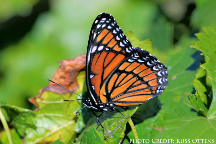 By Russ Ottens, University of Georgia, Bugwood.org [CC BY 3.0 us (http://creativecommons.org/licenses/by/3.0/us/deed.en via Wikimedia Commons Viceroy Butterfly