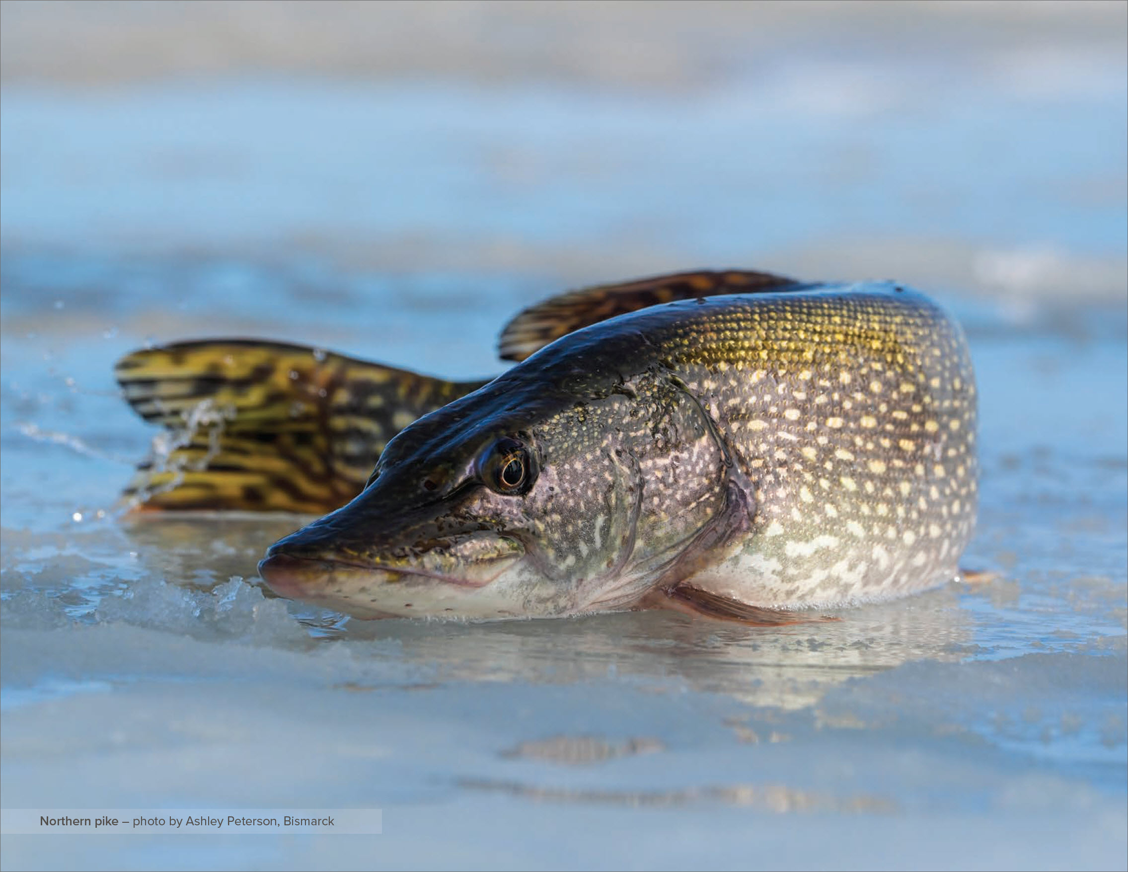2026 North Dakota Outdoors Calendar | North Dakota Game and Fish